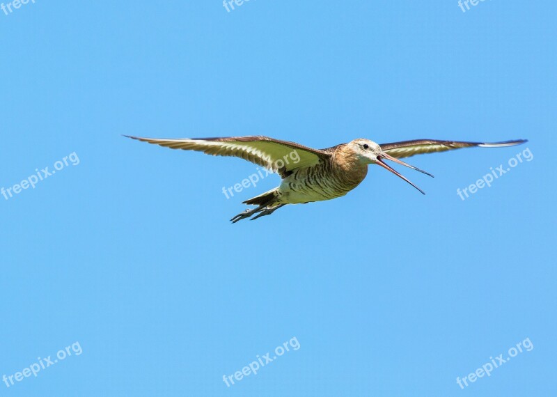 Bird Flight The Dollars Non Plains Wetlands