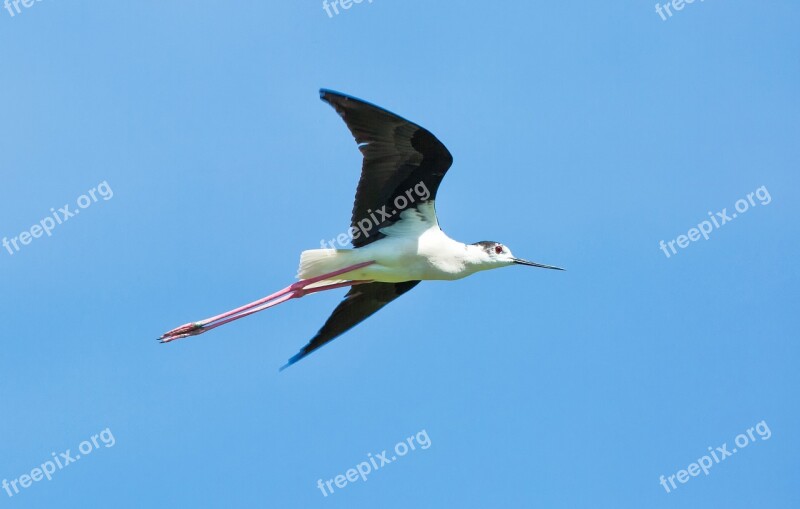 Bird Flight Stilt Dollars Non Plains Wetlands