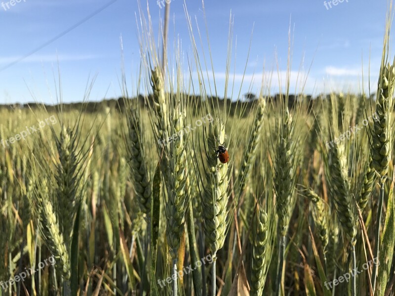 Field Cereal Ladybug Free Photos