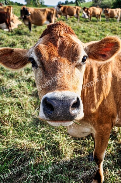 Cow Jersey Dairy Milk Farm