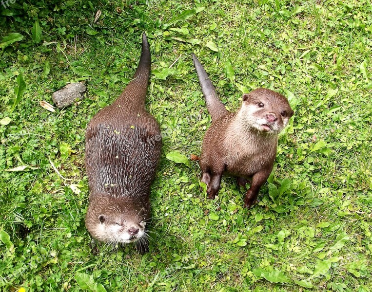 Otter Furry Curious Free Photos