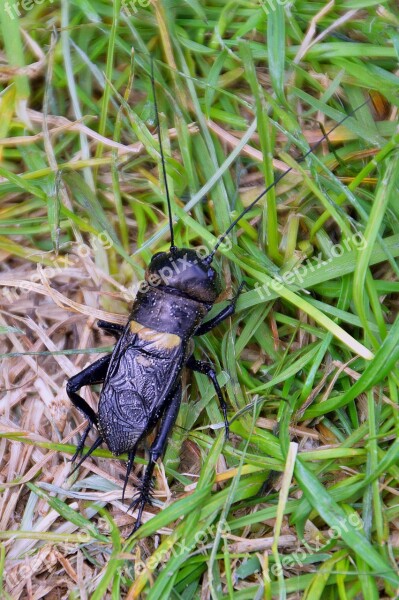 Beetle Cicada Nature Animal Black