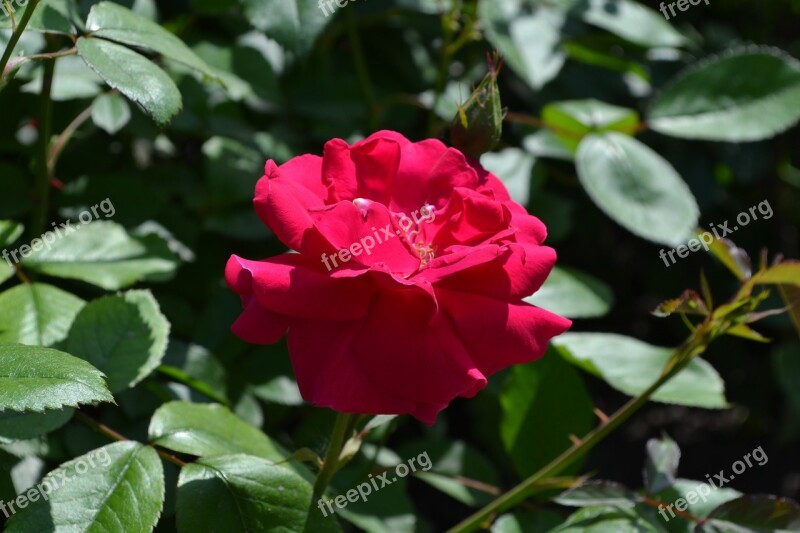 Flowers Nature Plant Rose Flower Free Photos