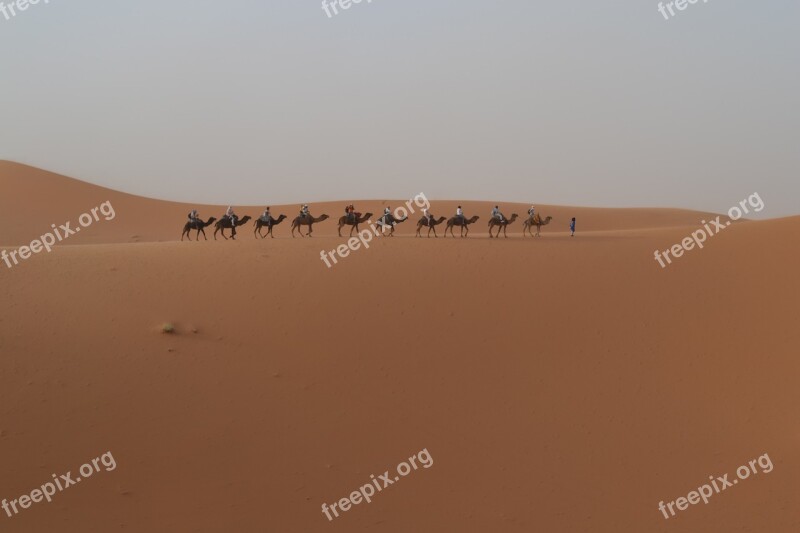 Desert Dromedary Morocco Free Photos