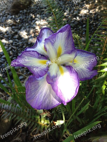 Iris Bloom Japanese Ornamental Gardening