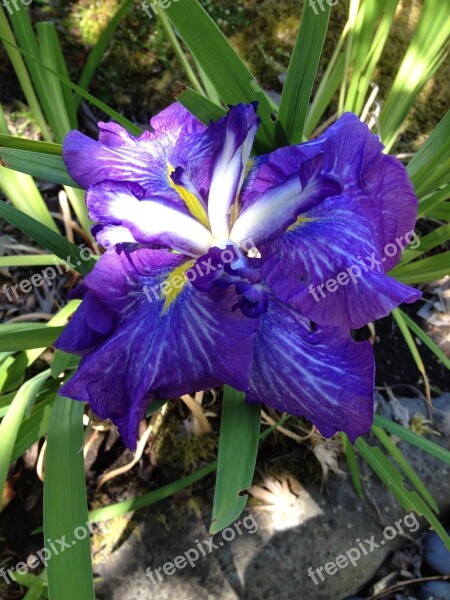 Iris Bloom Japanese Ornamental Gardening