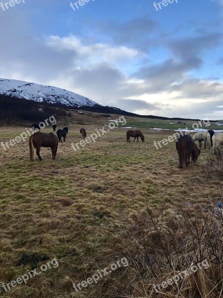 Iceland Icelandic Horses The Golden Circle Horse Icelandic