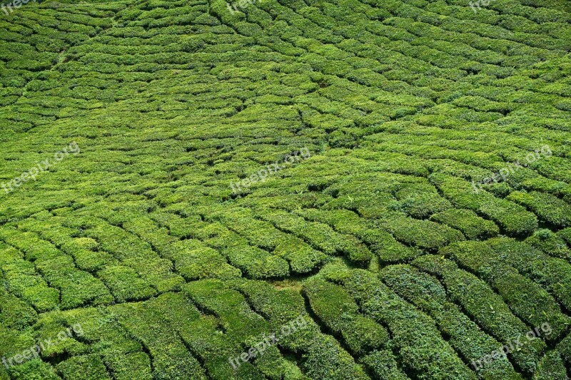 Tea Tea Plants Field Green Tea Garden