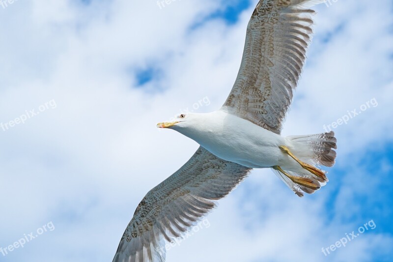 Seagull Bird Wing Wings Environmental