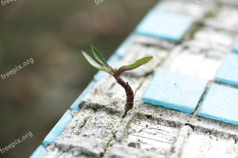 Plant Live Flower Leaves Only