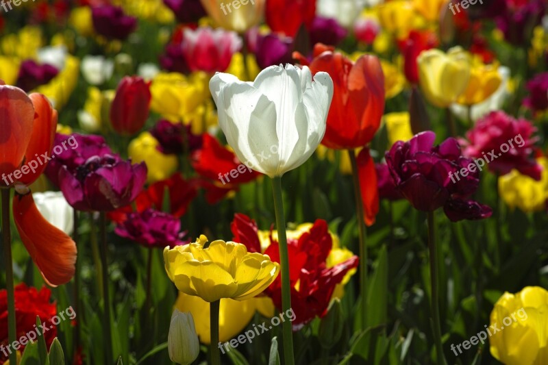 Tulips Flower Flowers Nature Plant