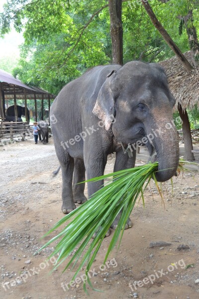 Camp Elephants Elephant Thailand Caregiver Elephant Animals