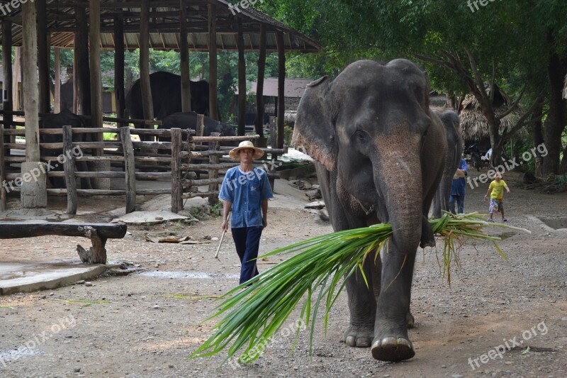 Camp Elephants Elephant Thailand Caregiver Elephant Animals