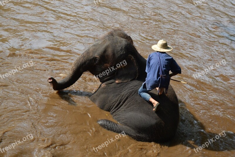 Camp Elephants Elephant Thailand Caregiver Elephant Animals