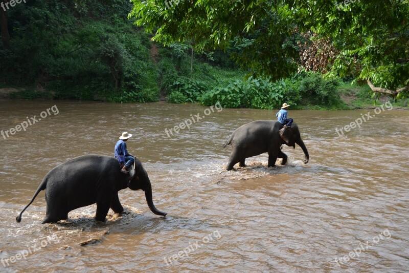 Camp Elephants Elephant Thailand Caregiver Elephant Animals