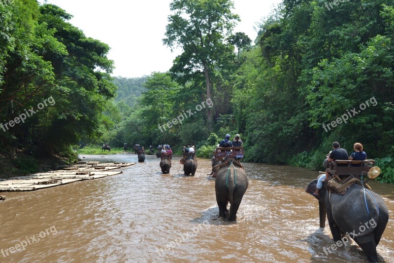 Camp Elephants Elephant Thailand Caregiver Elephant Animals