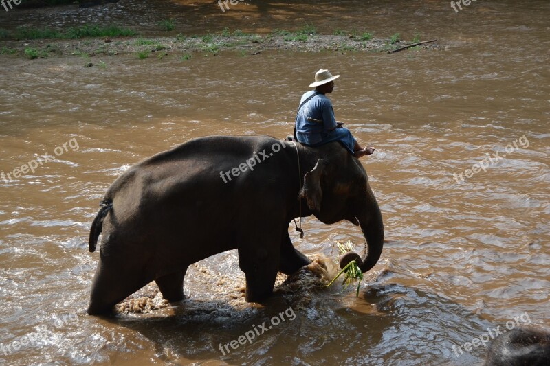 Camp Elephants Elephant Thailand Caregiver Elephant Animals