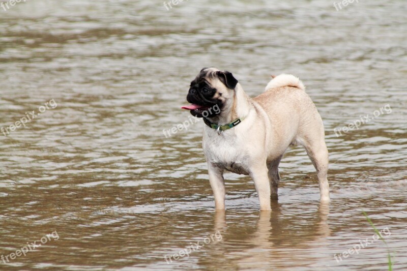 Pug Dog River Play Beautiful Dog