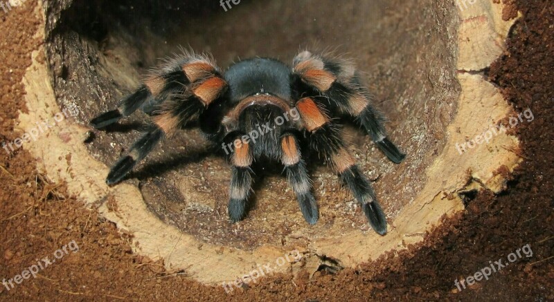 Tarantula Brachypelma Smith In Terrarium Free Photos