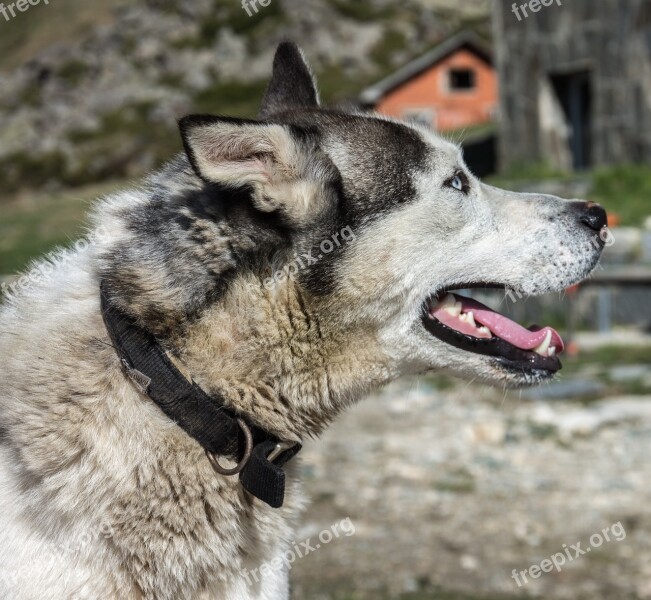 Dog Huskey Pet Animal Husky