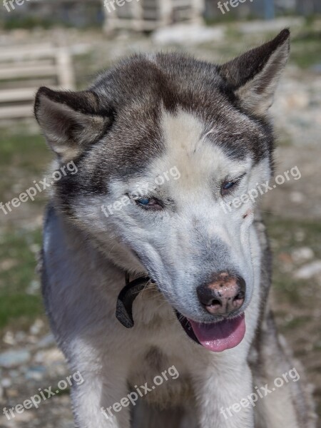 Dog Huskey Pet Animal Husky