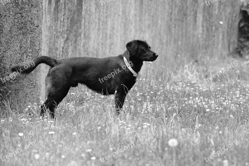 Dog Canine Animal Animals Labrador