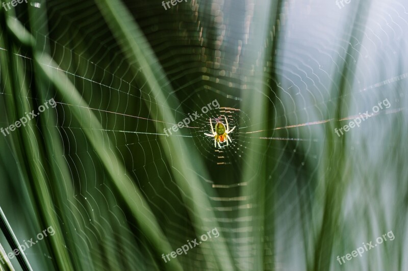 Cobweb Spider Web Insect Arachnid