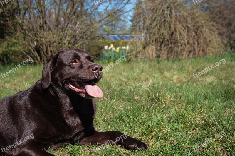 Dog Labrador - Retriver Labrador Retriever Nature