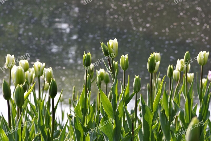 Tulips Green Flower Water Pond