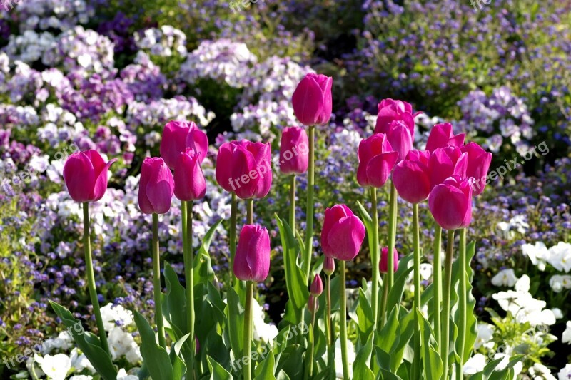 Tulips Pink Karmazynowe Flowers Garden