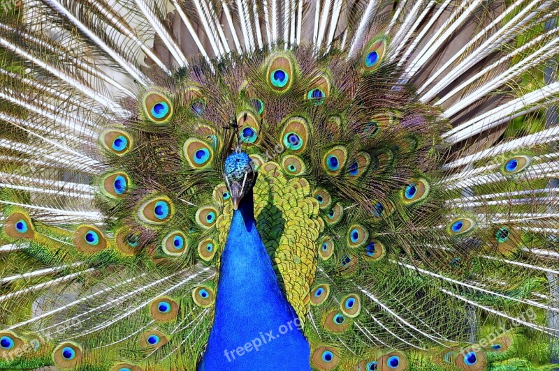 Peacock Tail Directly The Front Of The Eye