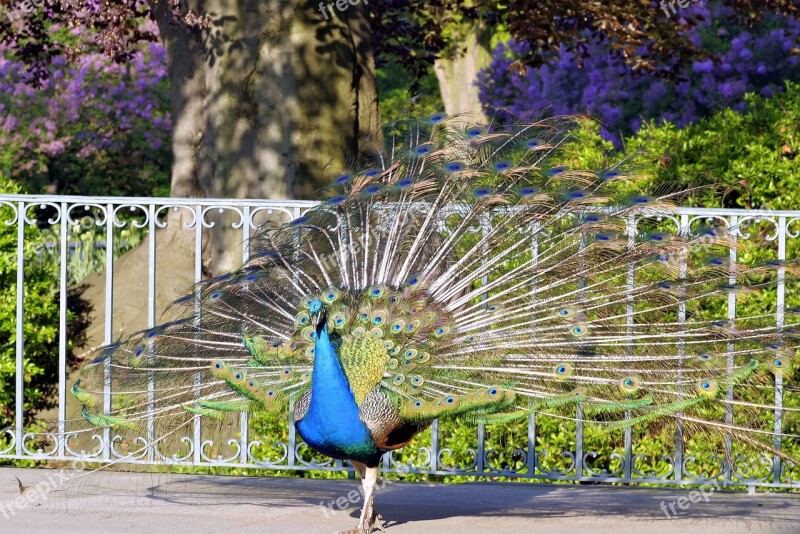 Peacock Tail Eye Pen Color