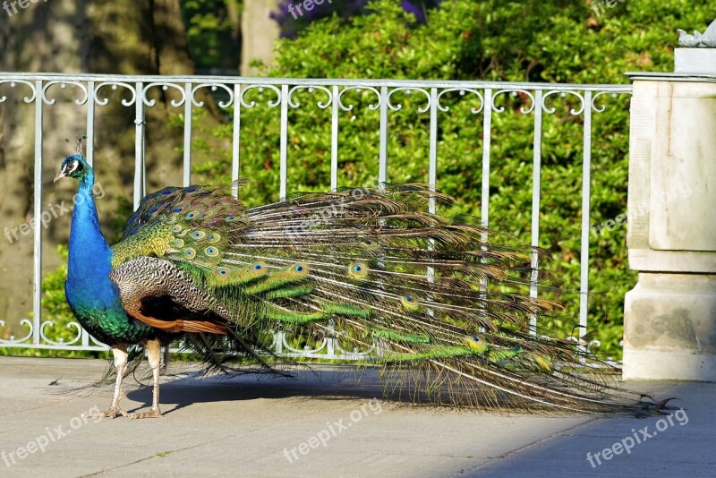 Peacock Tail Eye Pen Color