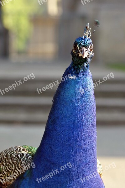 Peacock The Head Of The Look Curiosity Eye