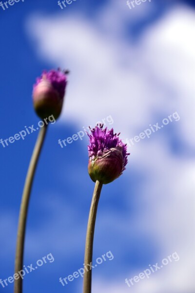 Leek Giant Allium Violet Purple Ornamental Onion