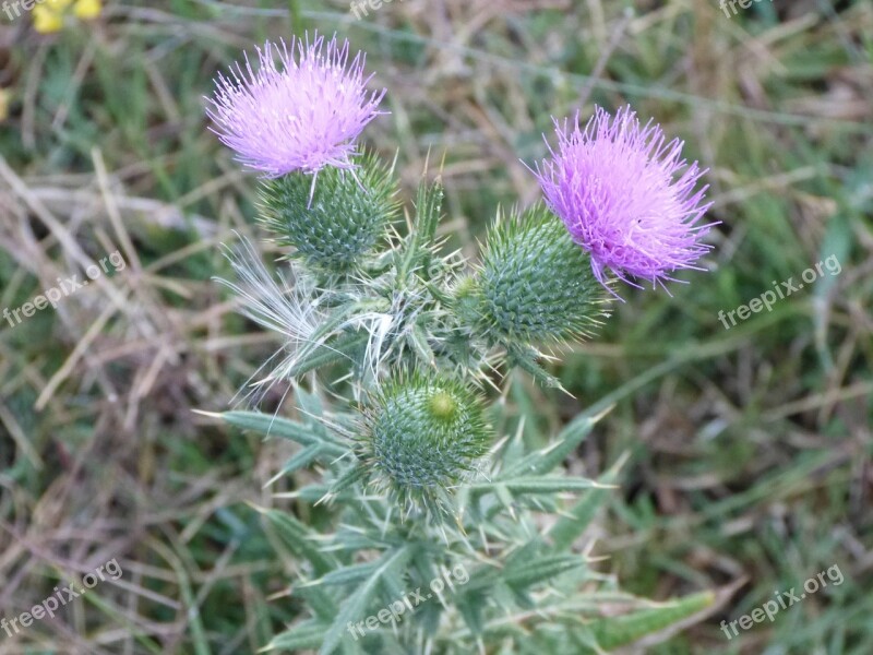 Flor Field Naturaleza Flowers Free Photos