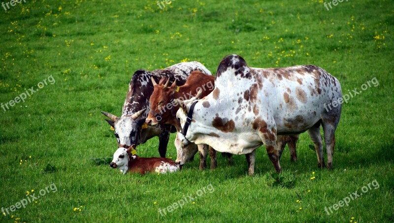 Zebu Cow Beef Agriculture Pasture Attitude