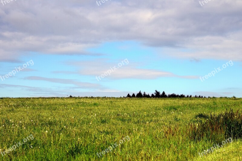 Background Meadow Grass Nature Green