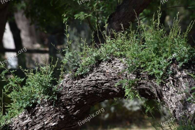 Plant Tree Growth Bark Branch Green