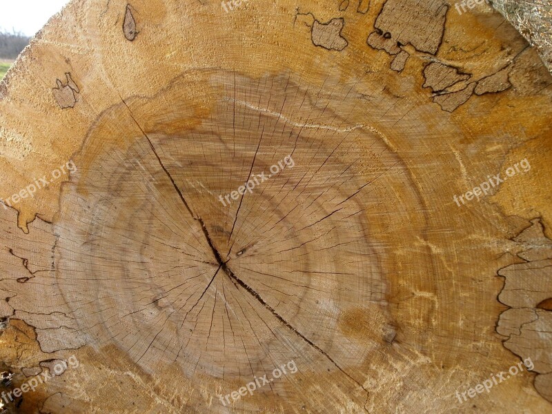 Wood Structure Annual Rings Brown Nature