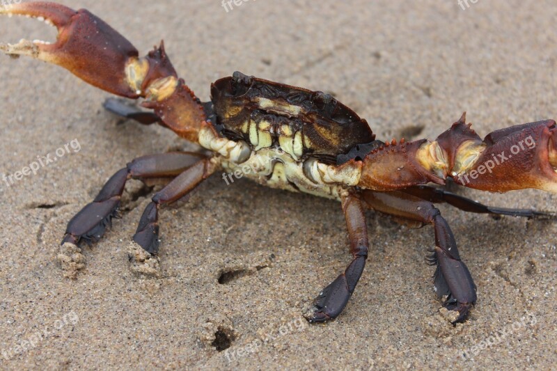 Crab Beach Sand Ocean Shell