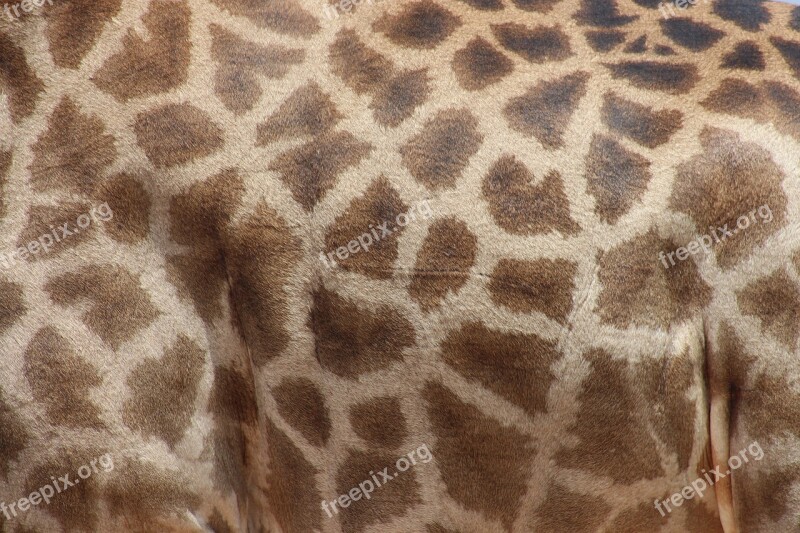 Giraffe Animal Wild Nature Wildlife