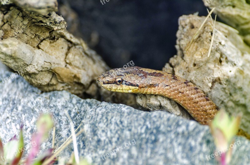 Snakes Reptile Snake Coronella Austriaca Terrarium