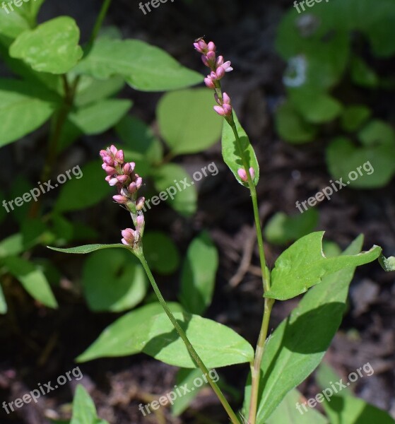 Smartweed Knotweed Wildflower Flower Blossom