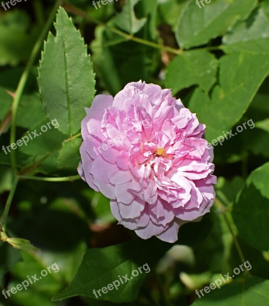 Tea Rose Rose Small Pink Flower