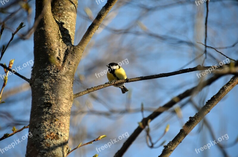 Skellefteå Great Tit Bird Small Birds Free Photos