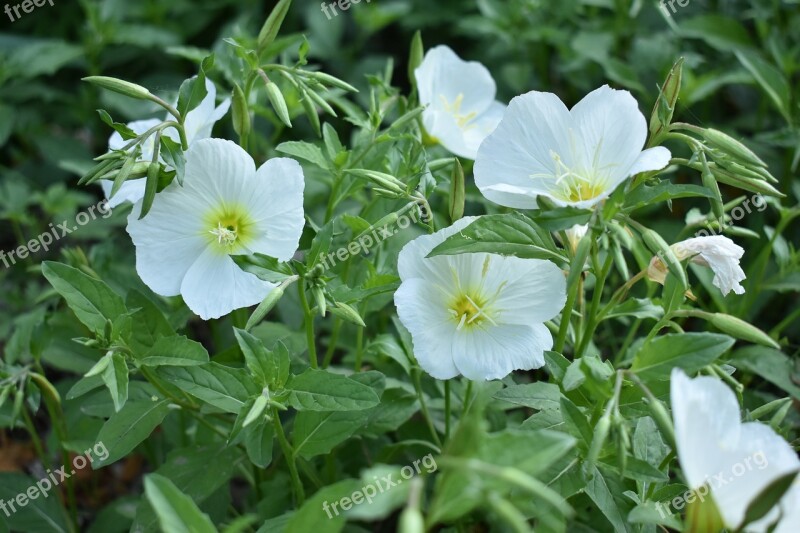 Small White Flowers Flowers Plant Green Free Photos