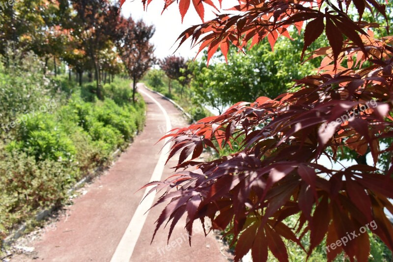 Athletic Track Red Leaves The Scenery Free Photos