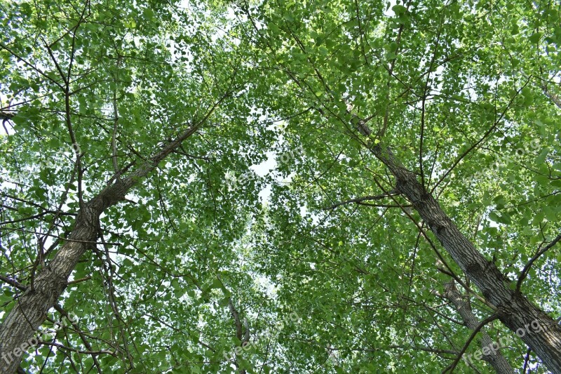 Woods Green Plants The Leaves Giant Trees Free Photos