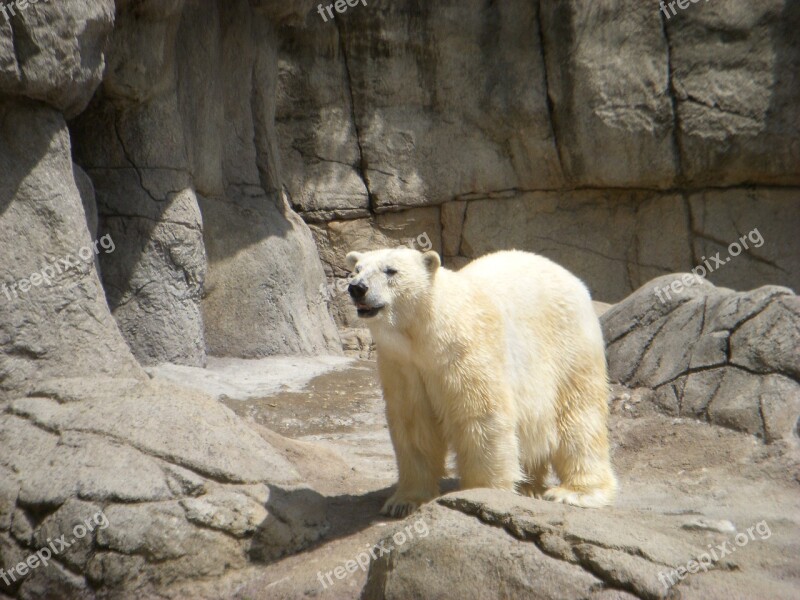 Polar Bear Bear Zoo Animal Free Photos